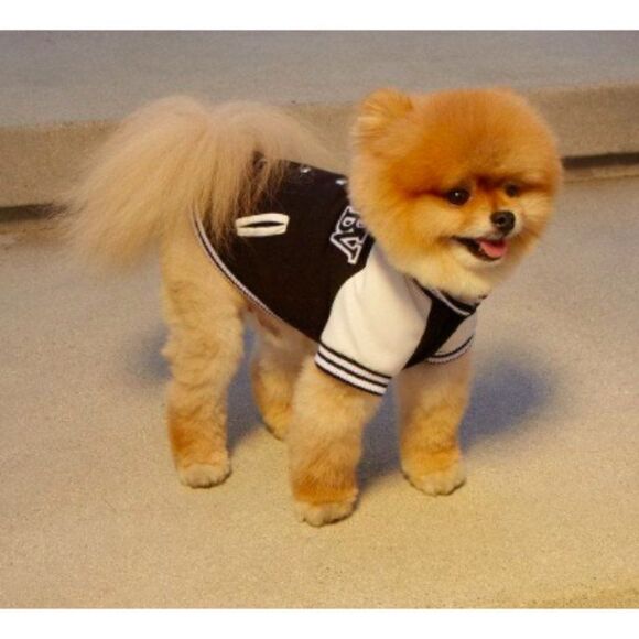 Napoleon Designer Stadium Dog Jacket HOST PICK! - Picture 4 of 6